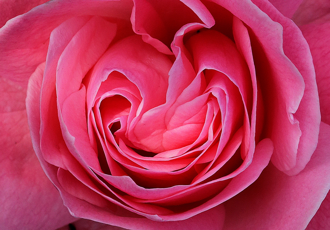<p>Розовият цвят</p>