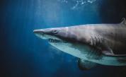  Огромна акула, която плува спокойно край хора, бе снимана край брега на Малага 