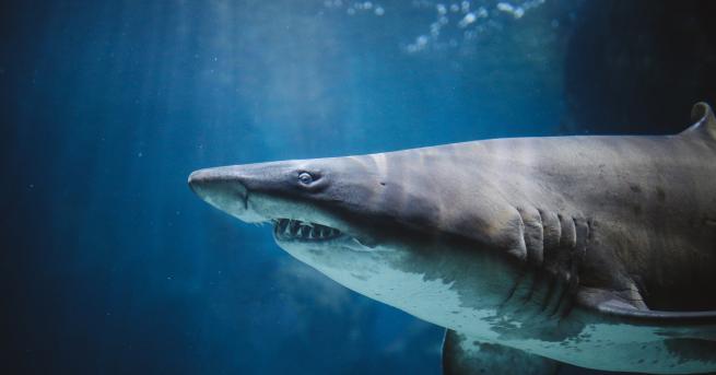 Любопитно Огромна акула, която плува мирно край хора, бе заснета