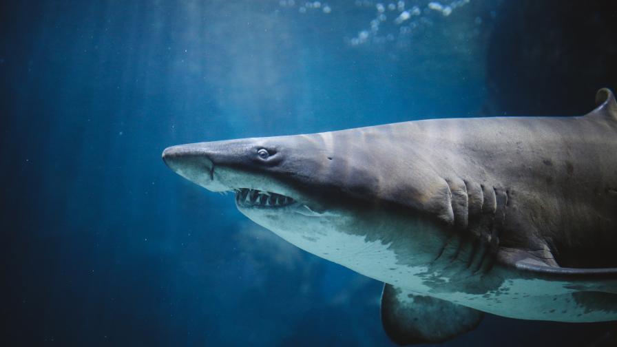  Огромна акула, която плува спокойно край хора, бе снимана край брега на Малага 