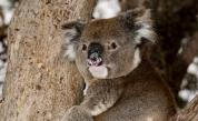  <p>След пожарите: Роди се първото бебе коала&nbsp;в австралийски зоопарк</p> 