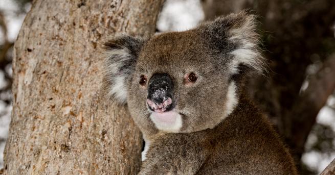 Любопитно Австралийски зоопарк отпразнува раждането на първото бебе коала след