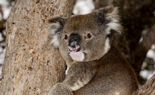 Австралийски зоопарк отпразнува раждането на първото бебе коала след опустошителните пожари