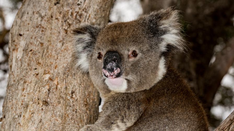  Австралийски зоопарк отпразнува раждането на първото бебе коала след опустошителните пожари 