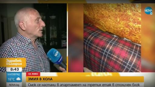  Да откриеш змия на дивана: Смок се настани в апартамент в София 