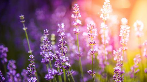  Полезно и ароматно - какви са свойствата на лавандулата 