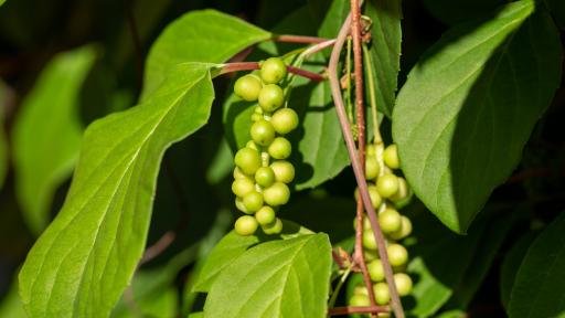 Билката, която ще ви помогне след приложимост на алкохол 
