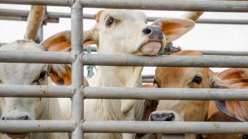  <p>Садистично отношение: Защо предизвикваме това на животните?</p> 