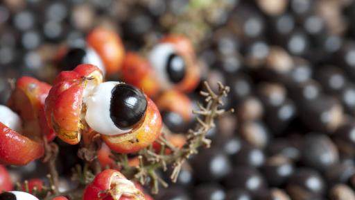  Билката, която ще ви даде сила колкото чаша кафе 