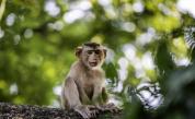  Daily Mail: Маймуни убиха майка и четирите ѝ деца в Индия 