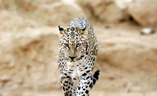Инцидент в Зоопарк Варна: Леопард захапа момиче, надвесило се за снимка