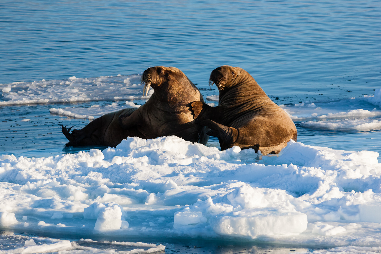 <p><strong>2. И мъжките, и женските моржове имат големи бивни</strong></p>

<p>Те използват тези бивни, за да се измъкнат от водата на морския лед. Бивните им също се използват за борба с други моржове и защита срещу хищници.</p>

<p>&nbsp;</p>