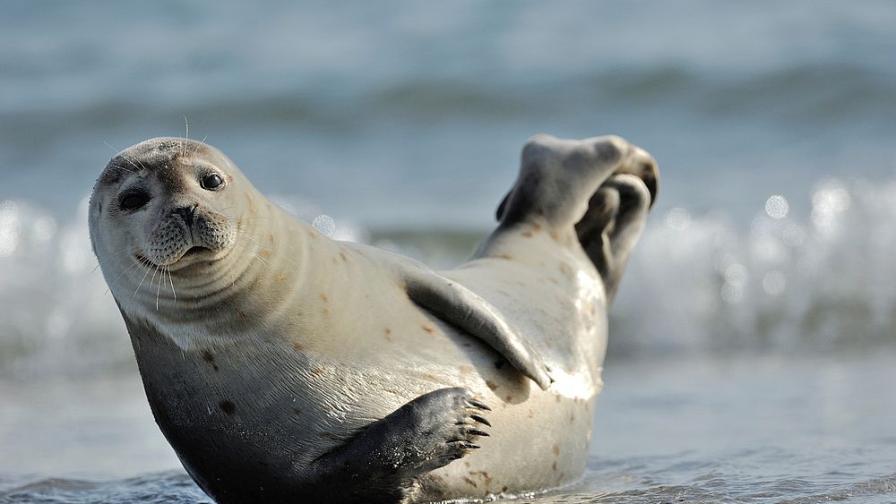 Бесни тюлени нападат хора в Южна Африка