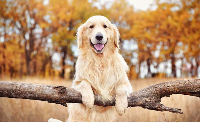  Голдън ретривър 