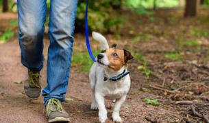 Пренасят ли домашните любимци COVID-19, мнението на ветеринарите