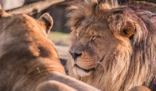Четири лъва от зоопарка в Барселона са с COVID-19