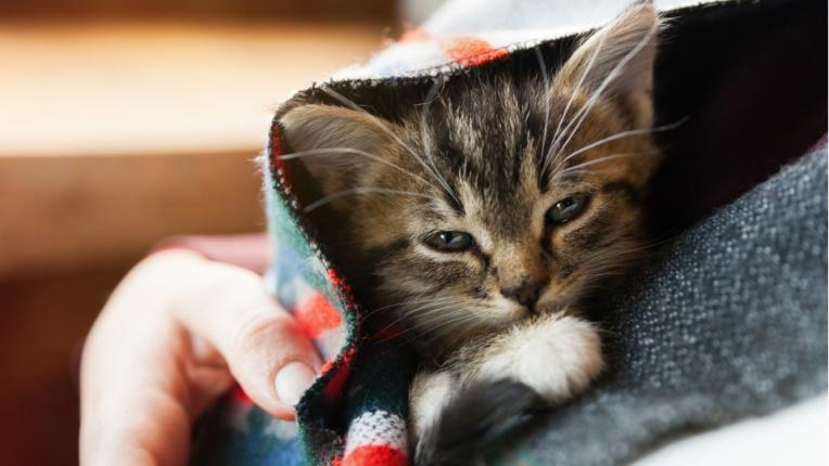  Избери си котка и разбери какво обръщение ти носи тя 