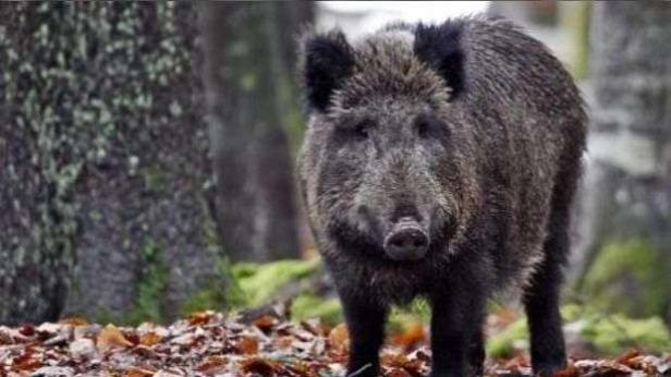 Как дивата свиня помага на процесите в природата