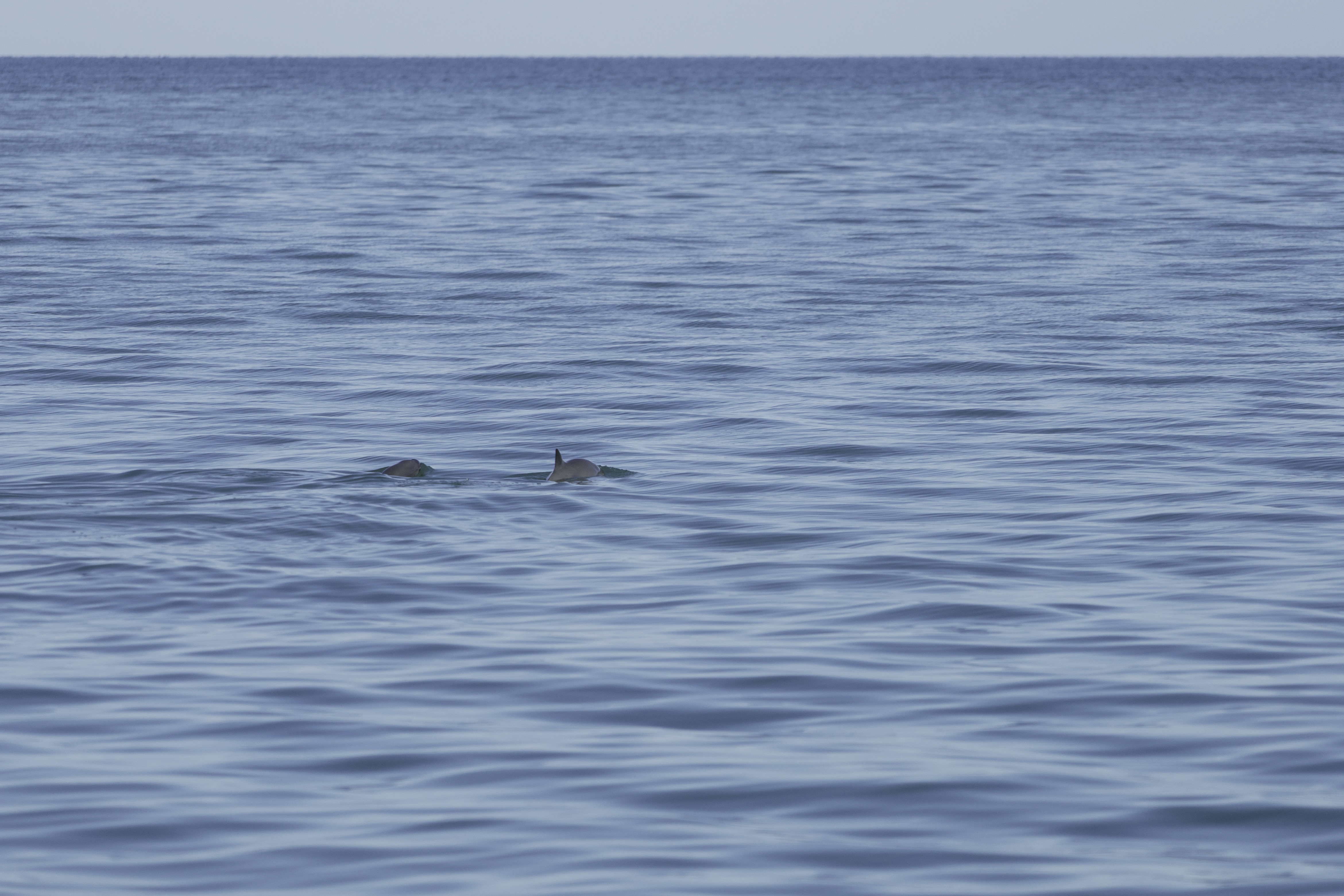 <p><strong>Вакита</strong></p>

<p>Вакита е от семейството на морските свине и е от най-редките морски бозайници в света. Този вид делфини имат голям тъмен пръстен около очите и тъмни петна по устните, които образуват тънка линия от устата до гръдните перки. Най-често се намират в близост до брега в плитките води на Персийския залив.<br />
Смята се, че от този вид делфини в дивата природа са останали само 10 екземпляра. Видът е открит през 1958г. и малко повече от половин век по-късно те са на път да изчезнат напълно.<br />
Рибарските мрежи, пестицидите и кръвосмешенията заради изключително свитата популация са основните причини за бързото изчезване на този вид.</p>