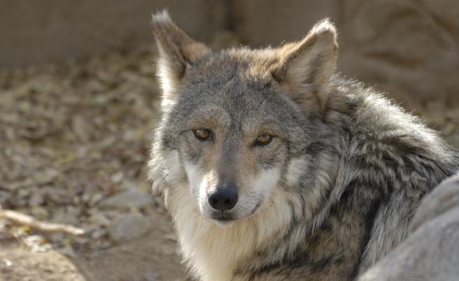 Вълк избяга от зоопарка в Хасково, има ли опасност за хората
