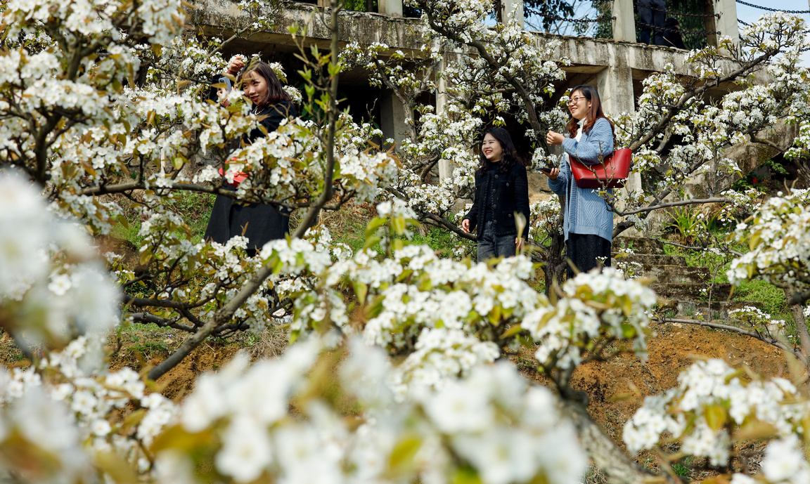 <p>Посетители разглеждат и се снимат сред цъфнали крушови дръвчета в град Чижу, област Юбей, югозападната китайска община Чунцин</p>