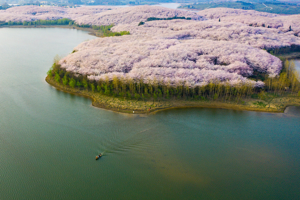 <p>Черешови цветове в окръг Гуайан, провинция Гуйджоу в югозападната част на Китай</p>