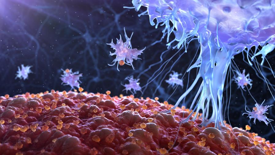 Кои клетки в организма защитават и от новите варианти на коронавируса