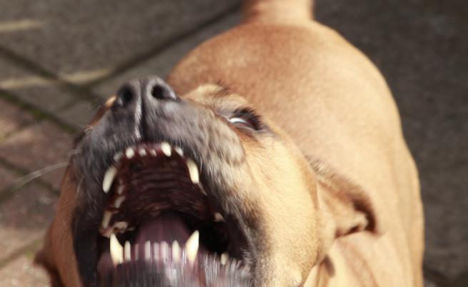 Агресивен питбул нападна и уби по-малко куче в София