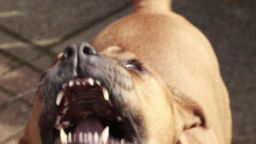 Куче нападна и уби стопанина си в София