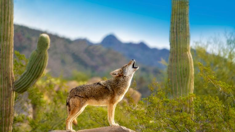  Кой знак сте съгласно зодиака на индианците 