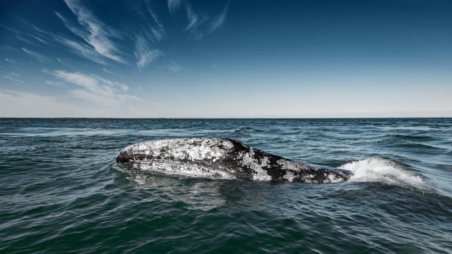 Сив кит преплува половината свят и постави рекорд
