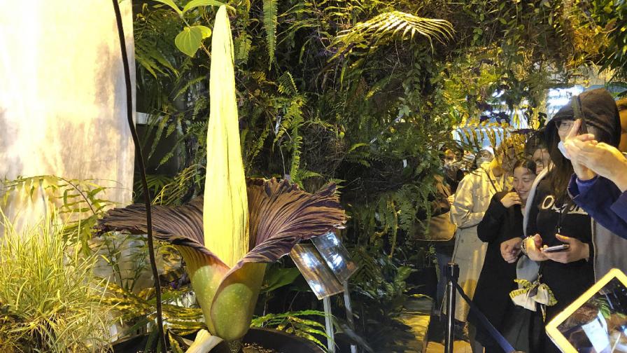 Застрашено трупно цвете цъфна в ботаническа градина във Варшава