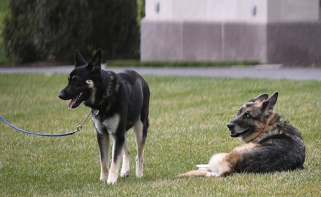  Кучетата на семейство Байдън 