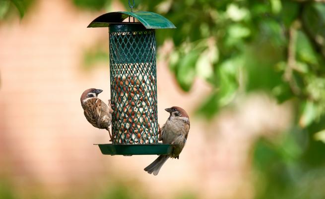 Учени: Птиците пеят все по-малко и по-тихо