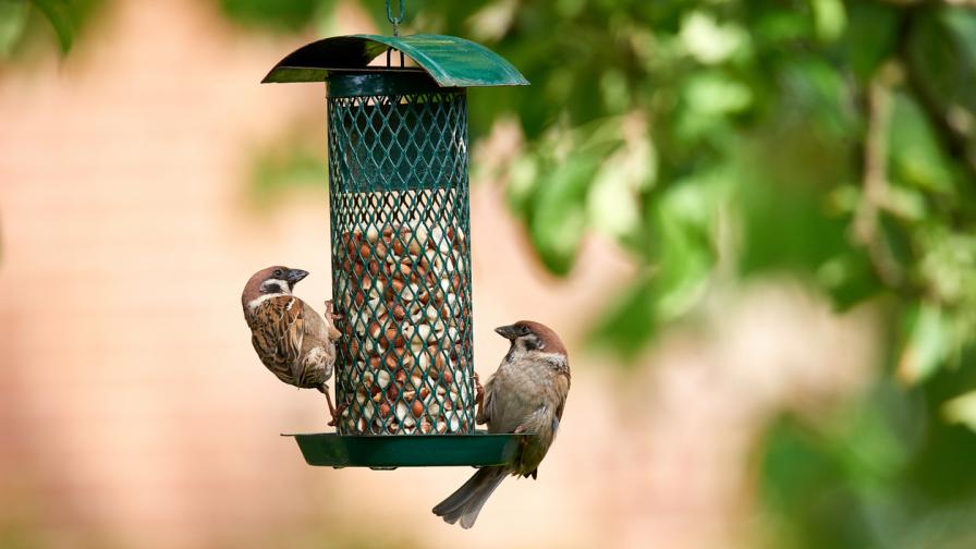 Учени: Птиците пеят все по-малко и по-тихо