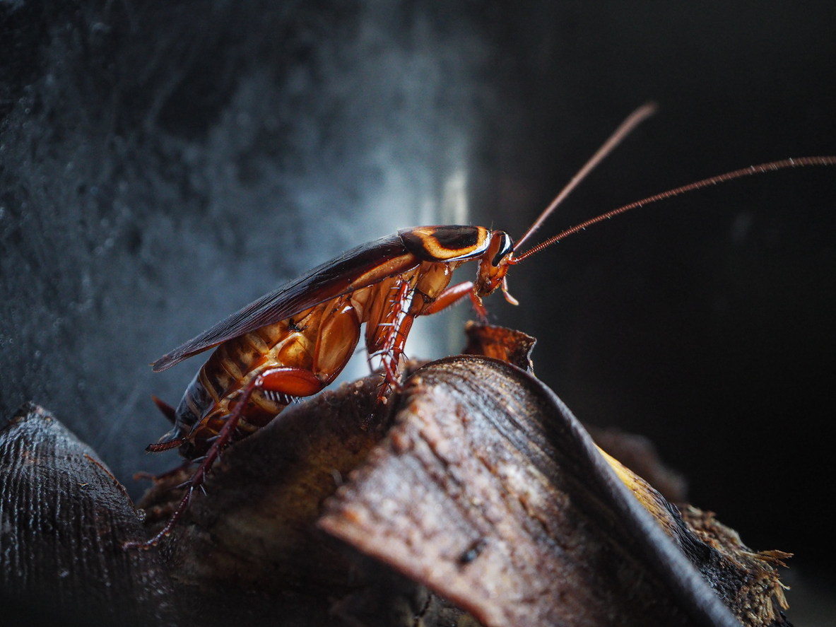 <p><strong>Хлебарка</strong></p>

<p>Хлебарките също могат да възстановяват крайниците си. Всъщност те дори могат да оцелеят без глава в продължение на дни! Въпреки че няма да могат да я възстановят.</p>

<p><br />
&nbsp;</p>