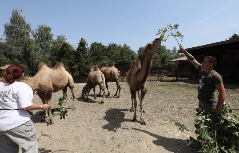 Четири нови двугърби камили в столичния зоопарк