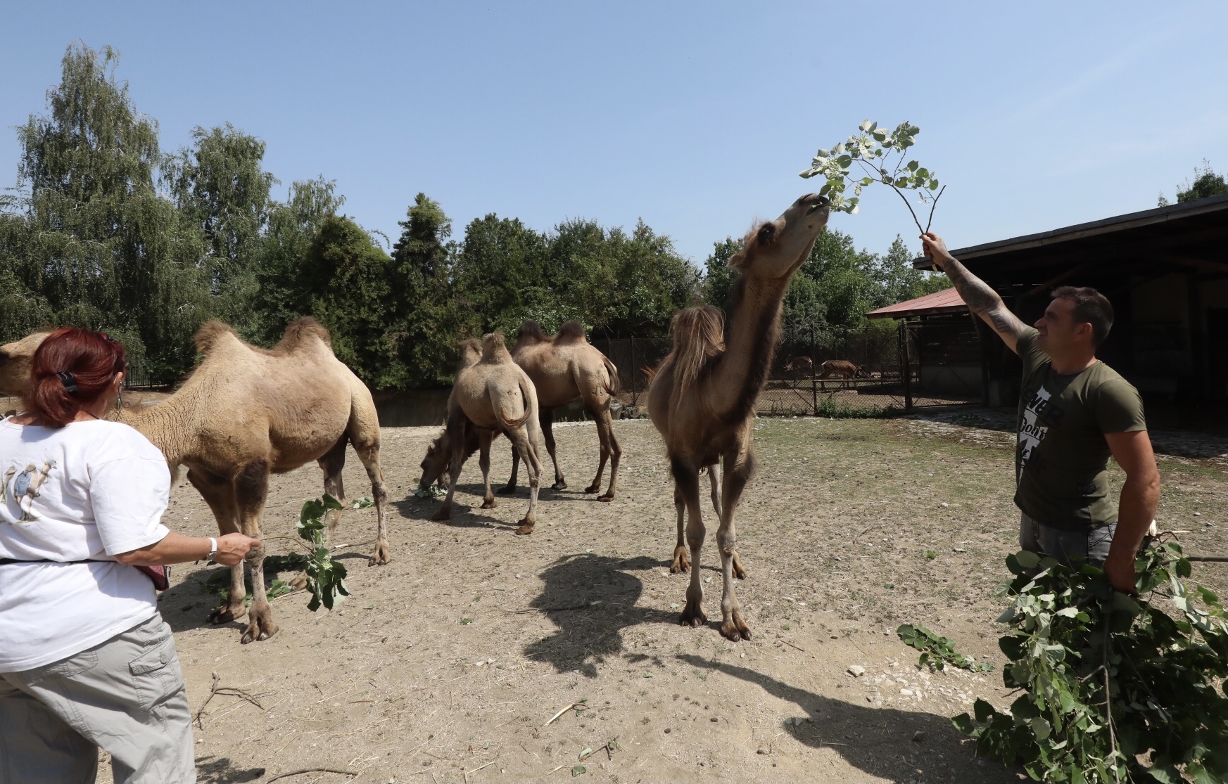 <p>Четири нови двугърби камили в столичния зоопарк</p>