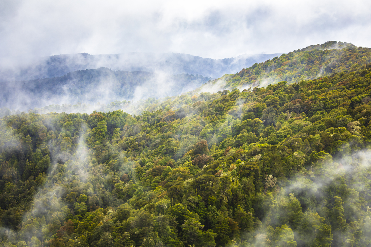 <p><strong>Tarkine Forest</strong> - намира се в Австралия и ни показва как е изглеждал животът на Земята преди 300 милиона години. Тази гора е дом на втория най-стар жив дървесен вид на планетата: забележителните 3000-годишни борове Huon.</p>