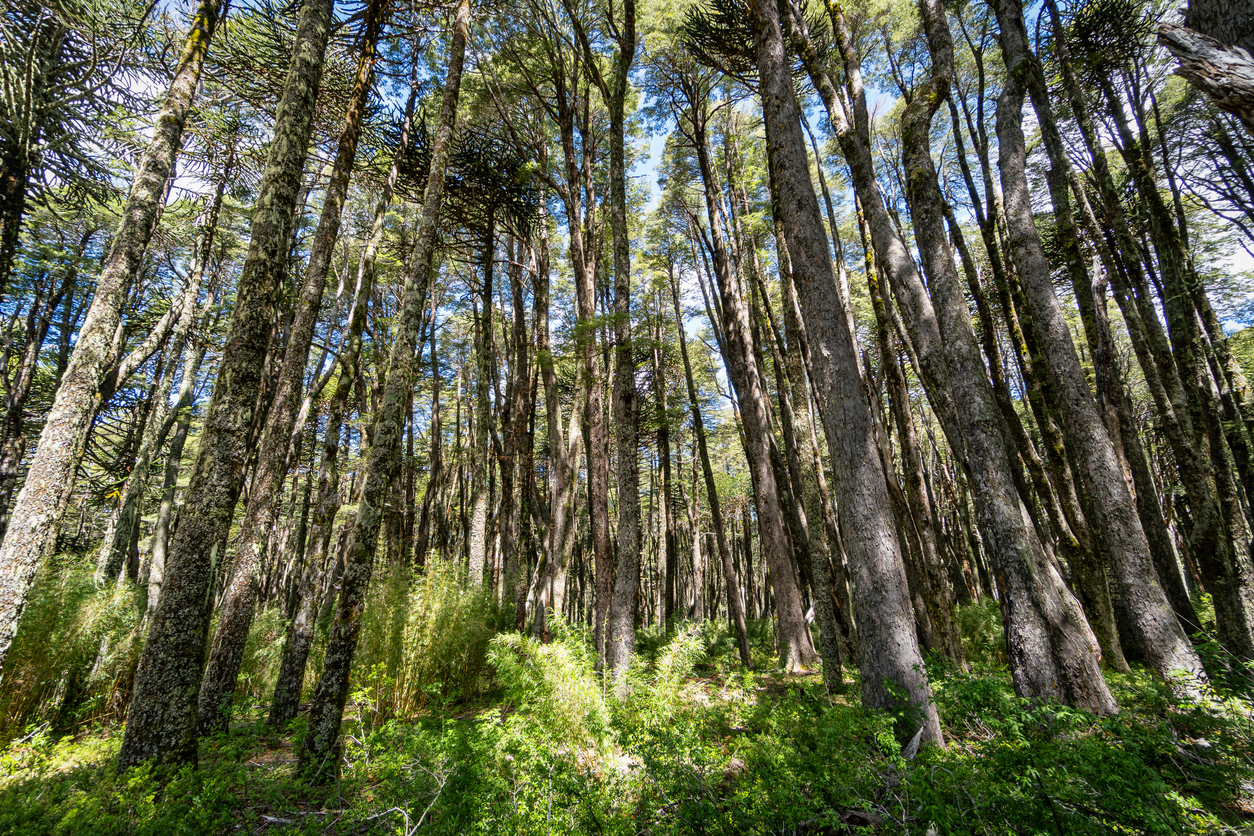 <p><strong>The Araucaria Forest</strong> - намира се в Чили. Може да видите известния&nbsp;вид бор - чилийска араукария. Най-впечатляващите гледки са&nbsp;в&nbsp;Националния&nbsp;парк Conguill&iacute;o.&nbsp;</p>