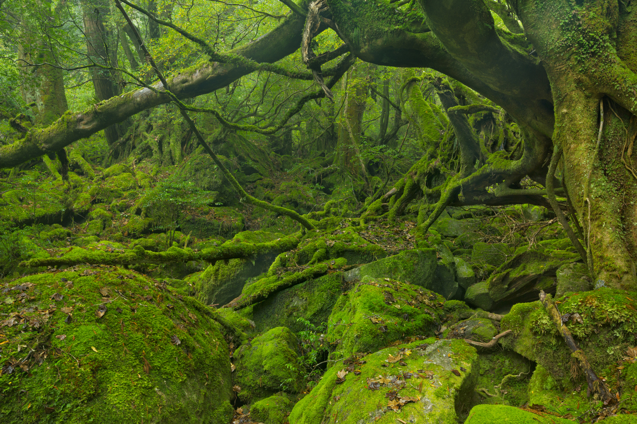 <p><strong>Yakushima Forest</strong> - Япония. Там може да видите покритите с мъх корени на дървета, известни като японски кедър. Тази субтропична гора&nbsp;е обявена през 1993 г. за обект на световно наследство на&nbsp;ЮНЕСКО.</p>