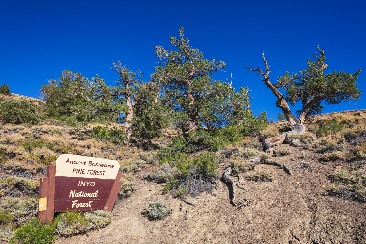 <p><strong>Ancient Bristlecone Pine Forest</strong> - Калифорния, САЩ.&nbsp;Тази древна борова гора е дом на някои от най-старите живи дървета на Земята.</p>