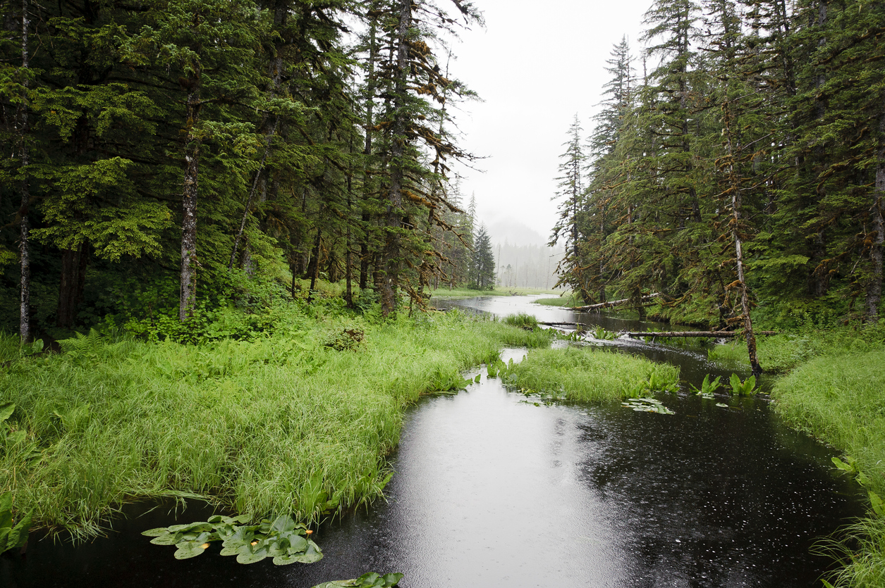 <p><strong>Tongass National Forest</strong> -&nbsp; Аляска. Тази умерена дъждовна гора в Аляска е дом на някои от най-добре запазените стари растения в Северна Америка - много от дърветата се изчисляват на възраст над 800 години.</p>

<p>&nbsp;</p>