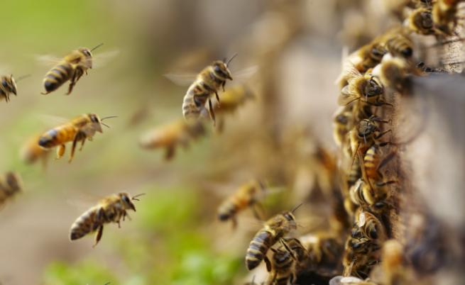 Смъртоносно: Мъж е в кома след ужилване от 20 000 пчели-убийци
