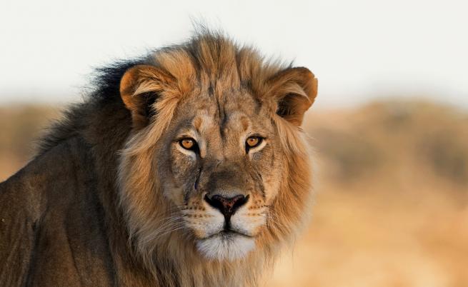 Вижте някои любопитни факти по повод Световния ден на лъва