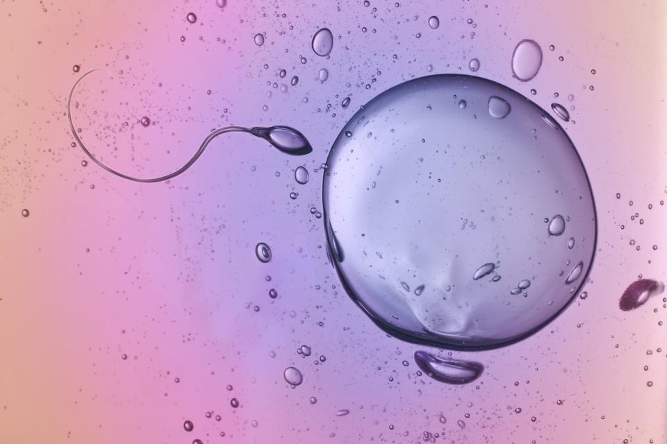 яйцеклетка сперматозоиди зачеване забременяване овулация