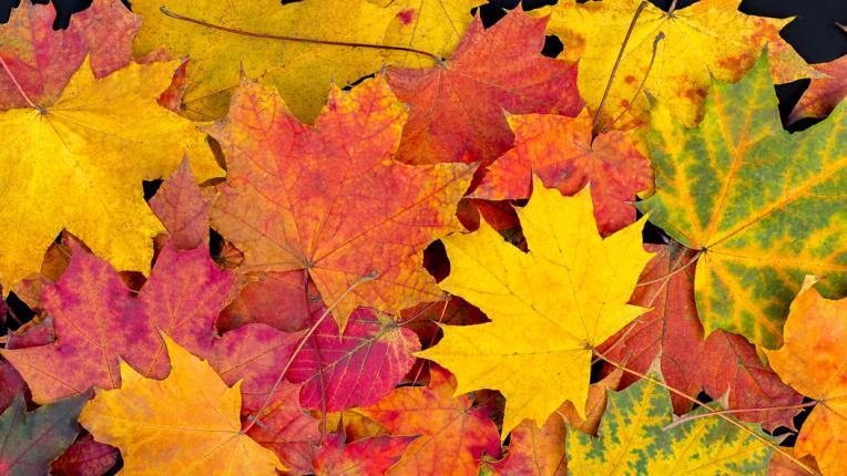  Гадание по картинки: какво ви чака през септември 