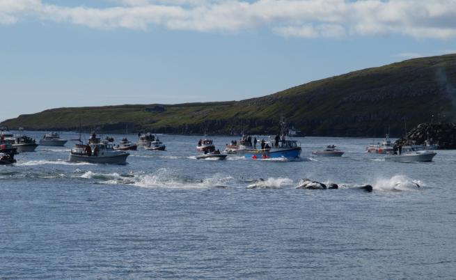 Изклаха над 1400 делфина край Фарьорските острови