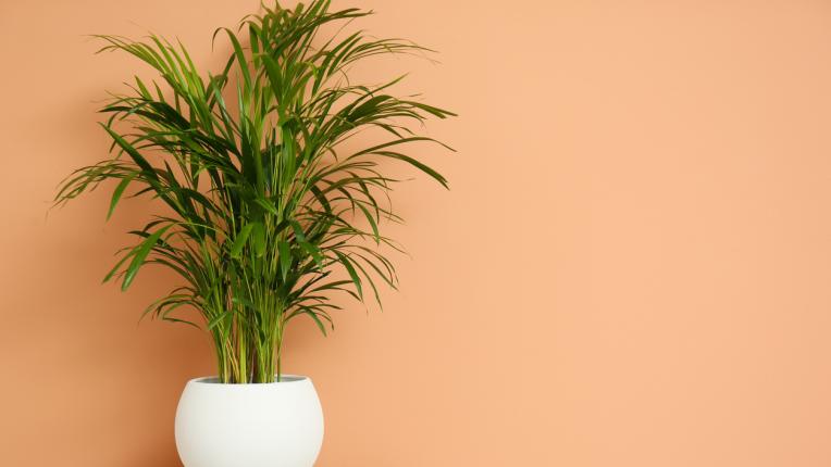  Веднага изхвърлете тези шест растения от вкъщи си 