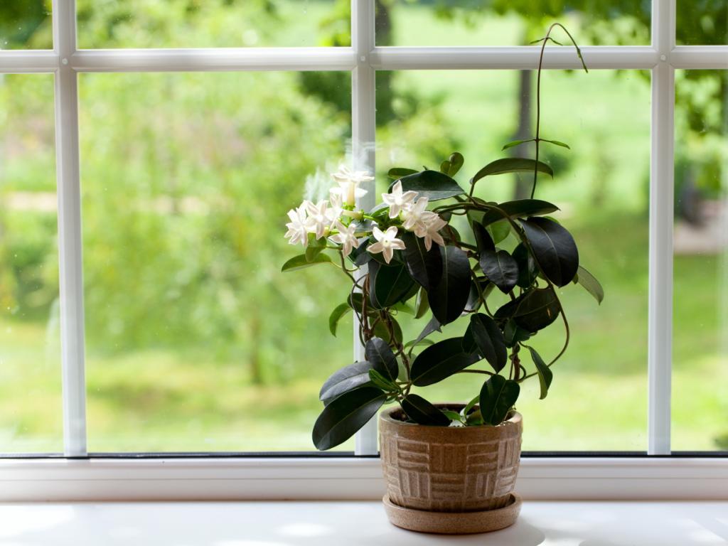 Стайните растения отдавна са важна част от интериора на много домове